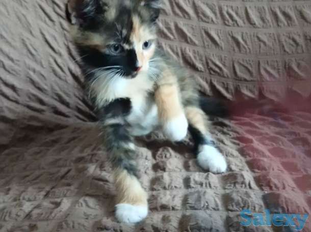 Отдам котят, фотография 5