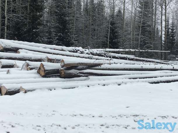 Продам хлыст пихтача, пиломатериал, кругляк лес круг, фотография 6