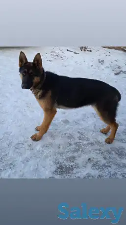 Пропала немецкая овчарка, фотография 3