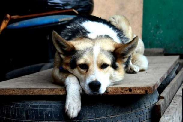 Отдаем в добрые руки Лику, фотография 4