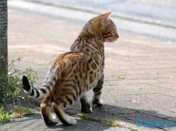 Египетская Мау - ведется запись на котят, фотография 4