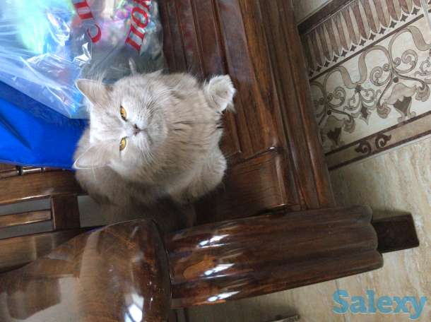 Porodistaya koshka, фотография 1