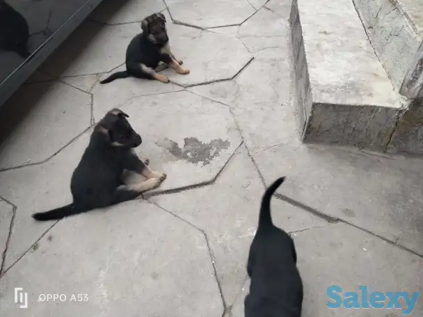 Продаются чистокровные щенки немецкой овчарки, фотография 4