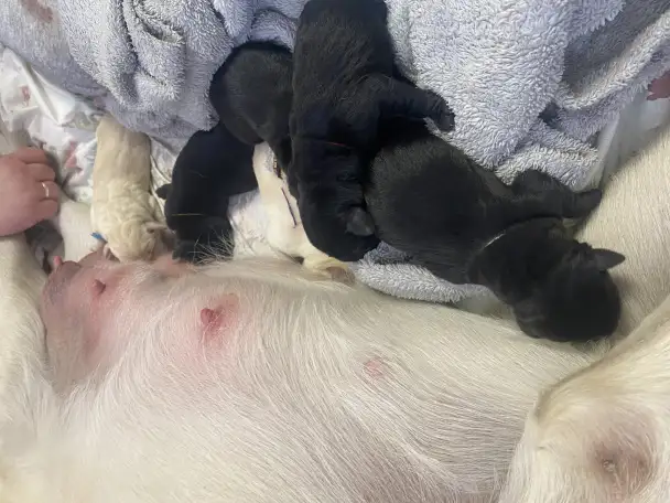 Лабрадор с документами, фотография 2