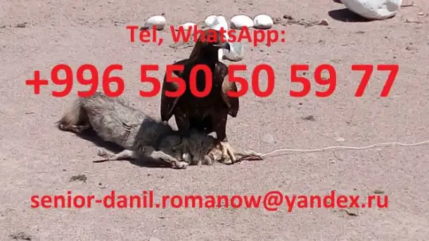 Voyages au Kyrgyzstan, guide, tourism, excursions, balades aux montagnes, chauffeur, фотография 4