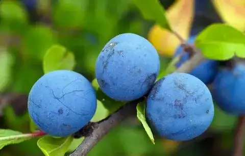 Слива колючая, фотография 1