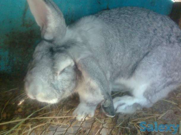 продам кроликов великаны, фотография 1
