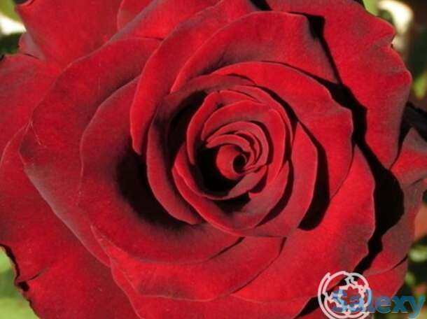 Роза дон жуан плетистая, топалович, фотография 1