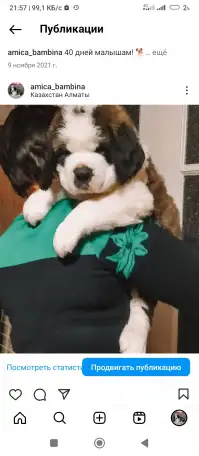 СЕНБЕРНАРЩЕНКИПРОДАЖА, фотография 2