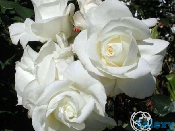 Роза Ивнинг Стар чайно-гибридная, фотография 1