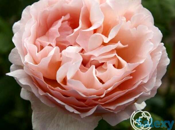 Роза принцесс шарлен де монако, мейян, фотография 1