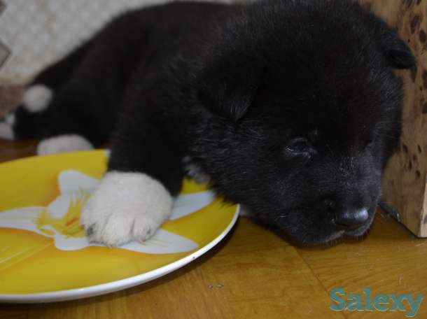 Щенки американской акиты, фотография 3