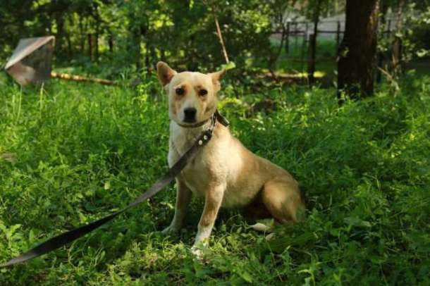 Отдается в добрые руки Алиса, фотография 1