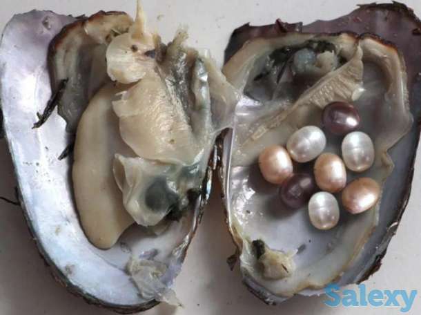 Продажа устриц с 8 жемчужинами, фотография 1