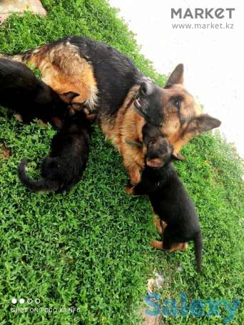 Щенята немецкой овчарки, фотография 2