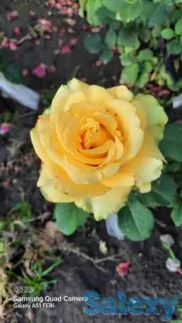 Садовник, фотография 5