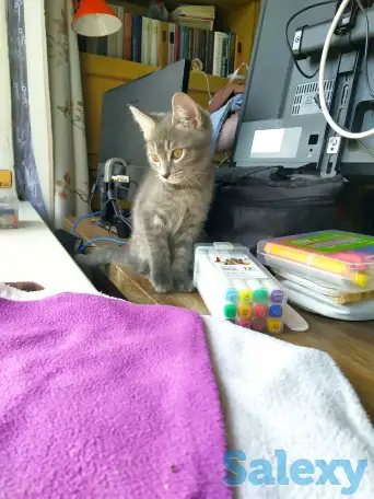 Срочно отдам котят в заботливые руки, фотография 4