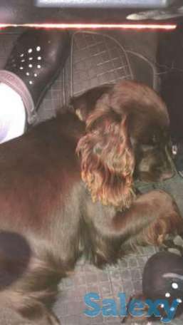 Продам собаку, фотография 1