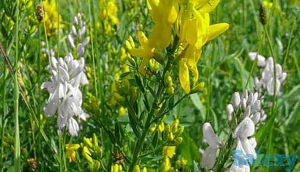 Семена Донника (белый, желтый, однолетний, двухлетний) РС - 1. Россия, фотография 1