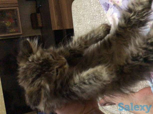 Котята в хорошие руки, фотография 4