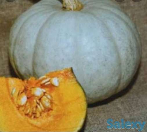 Рассада тыквы, фотография 2