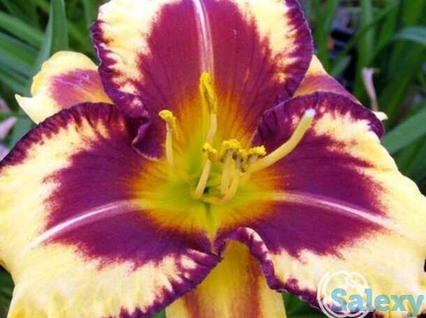 Лилейник блюберри крим, фотография 1