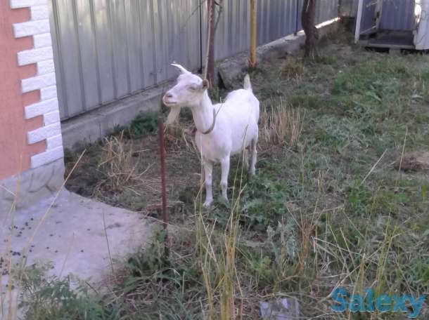 Продам! продам дойную козу, фотография 1