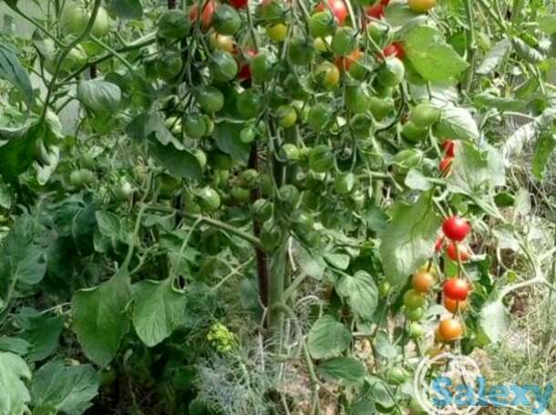 Семена Томат Барбарис F1 15 шт, фотография 1