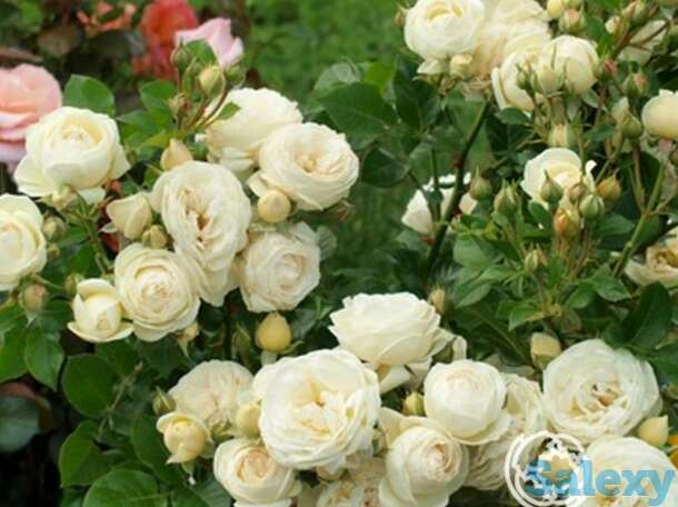 Роза артемис кустарниковая, тантау, фотография 1