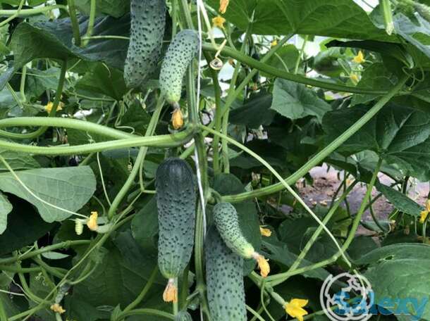 Семена Огурец Гоша F1 5шт, фотография 1