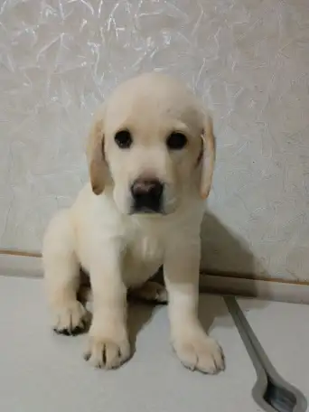 Щенки Лабрадор ретривер, фотография 4