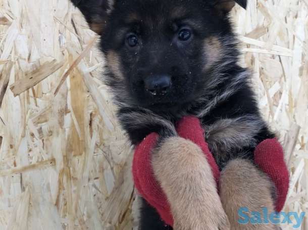 Щенки немецкой овчарки с родословной., фотография 6