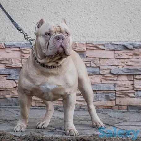 Американский булли, фотография 5