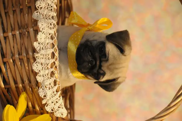 Мопсята девочки, фотография 2