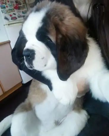 СЕНБЕРНАРЩЕНКИПРОДАЖА, фотография 7