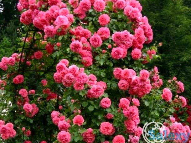 Роза розариум ютерсен  плетистая, тантау, фотография 1