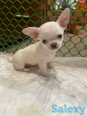 Чихуахуа. Щенки готовы к продаже., фотография 2