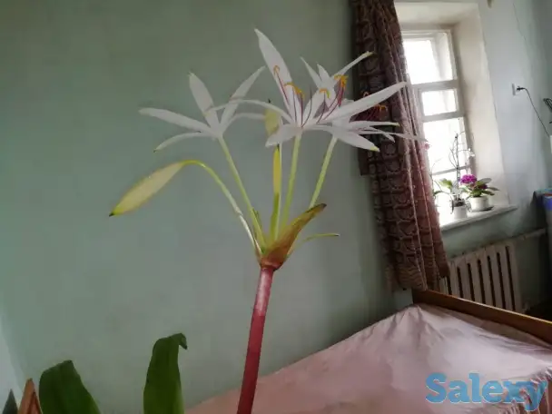 продам недорого комнатные цветы, цена по договорённости., фотография 1