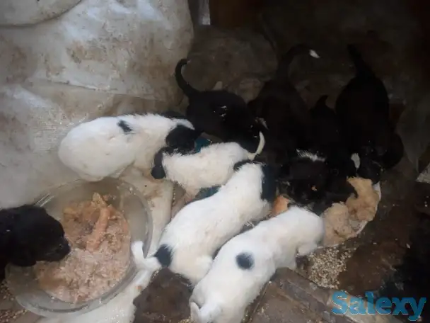 Отдам бесплатно щенят в хорошие руки., фотография 2