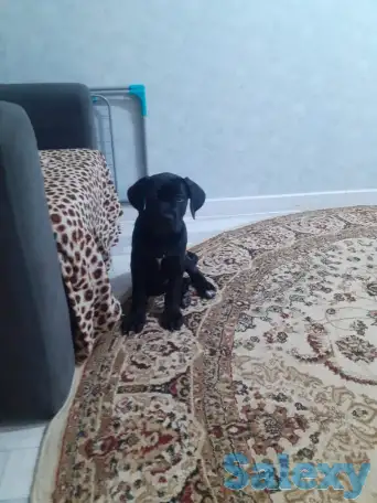 Продам собаку, фотография 2