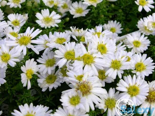 Астра кустарниковая Сноуспрайт, фотография 1