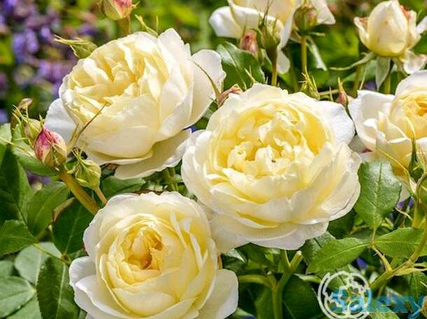 Роза ванесса белл, д.остин кустарниковая, фотография 1