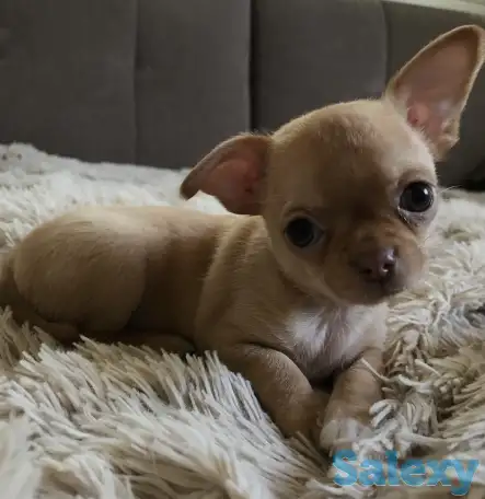 Чихуахуа щенки, фотография 2