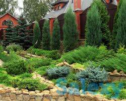 Озеленение и Благоустройство территорий любой сложности!, фотография 8