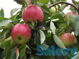 Саженцы яблони м9 Мельба  Melba, фотография 1