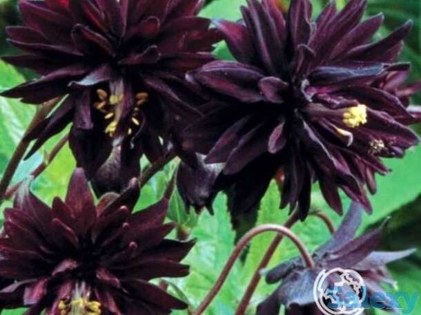 Аквилегия Блэк Барлоу, фотография 1