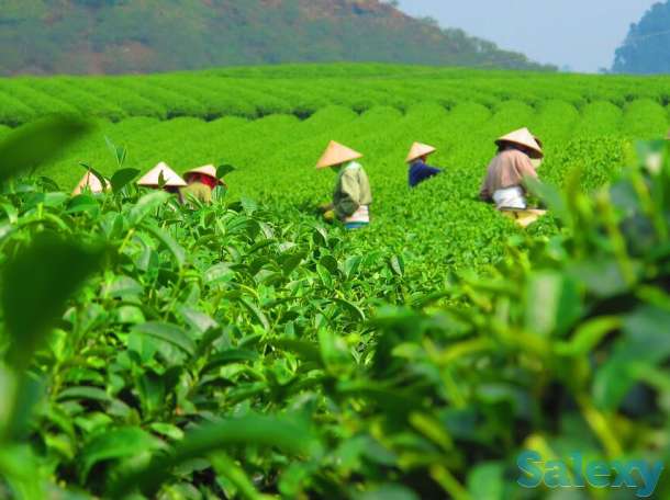 Завораживающее путешествие на Шри - Ланку., фотография 1