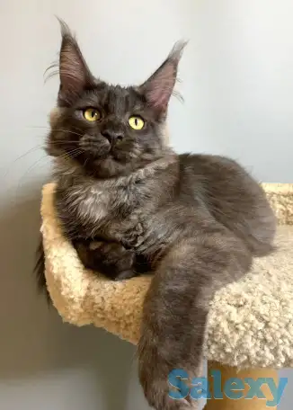 Мальчик мейнкун, фотография 1