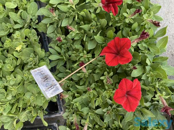 Рассада петунии, фотография 3