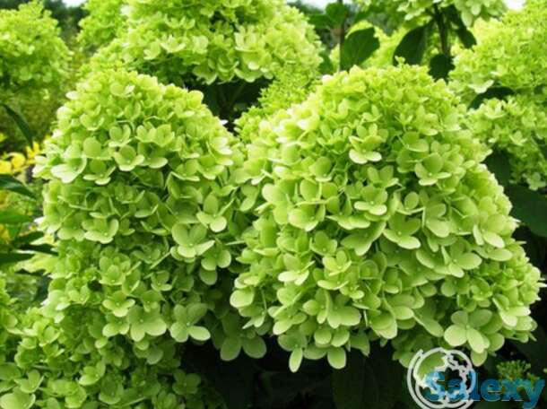 Гортензия лаймлайт, фотография 1